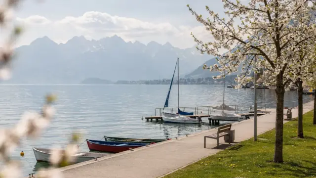 Frühlingslandschaft am Bodensee mit Blüten, See und Promenade zum Thema Bodensee im Frühling